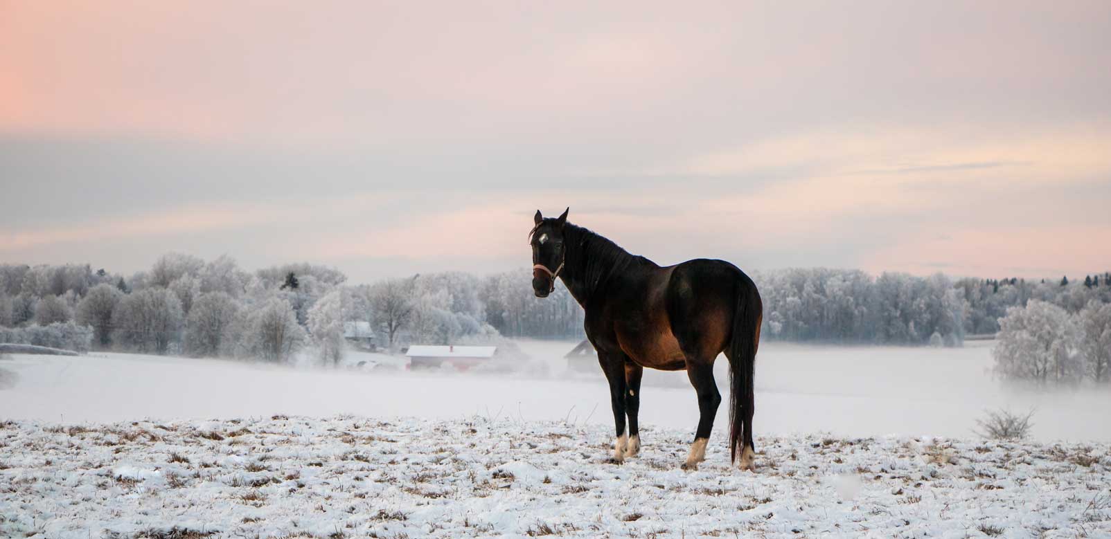 Pferd auf verschneiter Weide