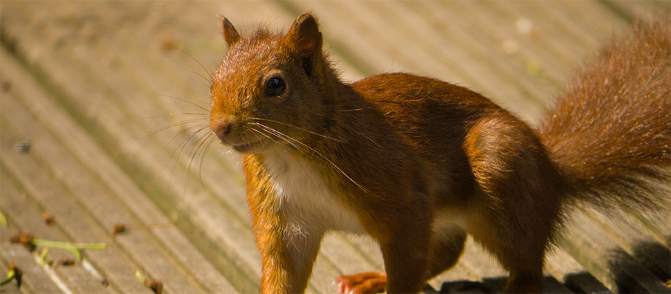 Eichhörnchen