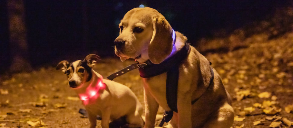 Hunde mit Leuchthalsbändern