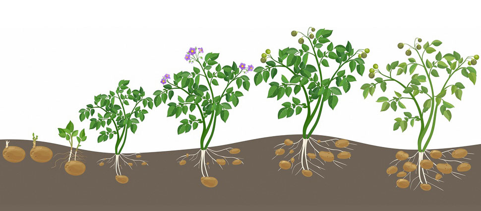 Wachstumsphasen der Kartoffel