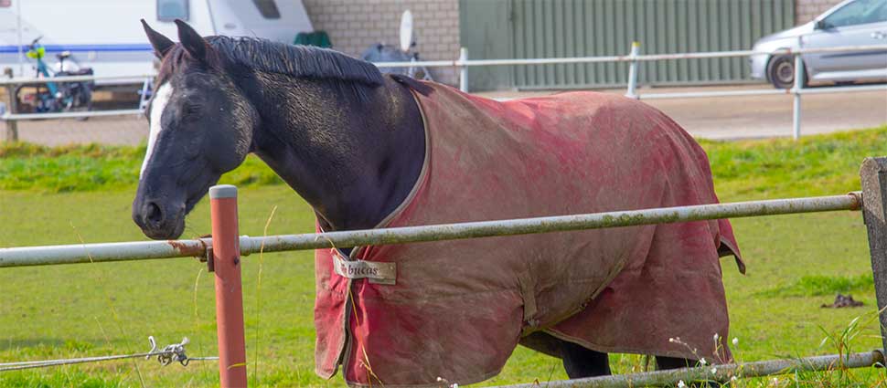 Pferd mit dreckiger Decke