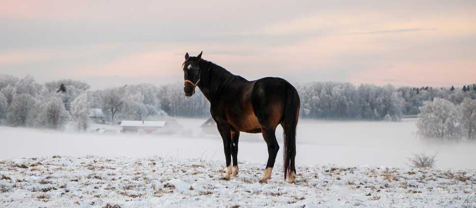 Pferd auf winterlicher Weide