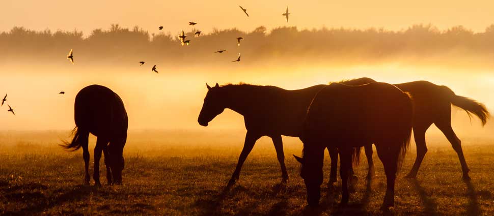Pferde auf der Weide Sonnenuntergang