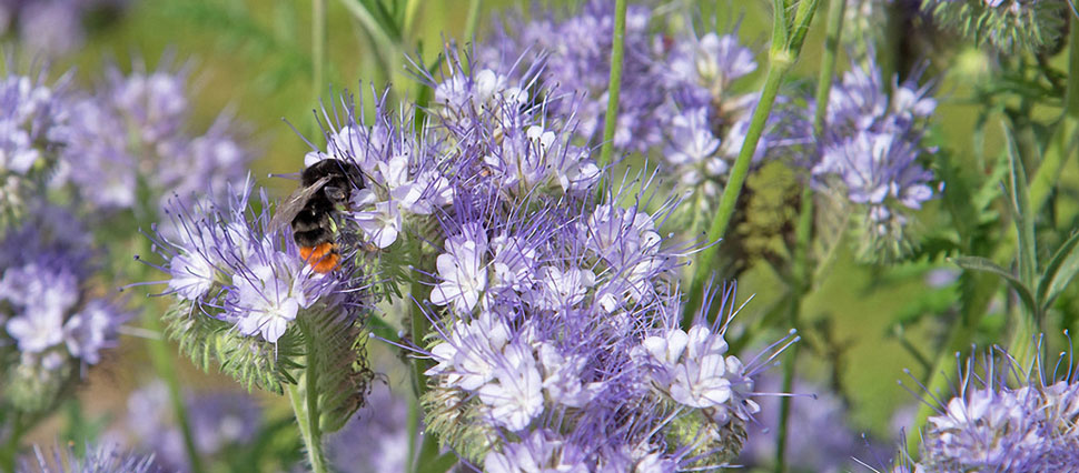 Gründüngung Phacelia