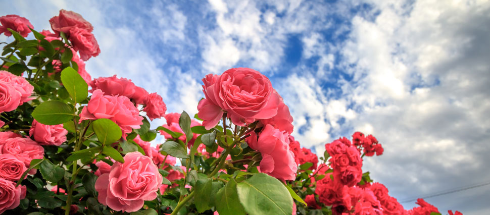 Rosen, die Blumenkönigin